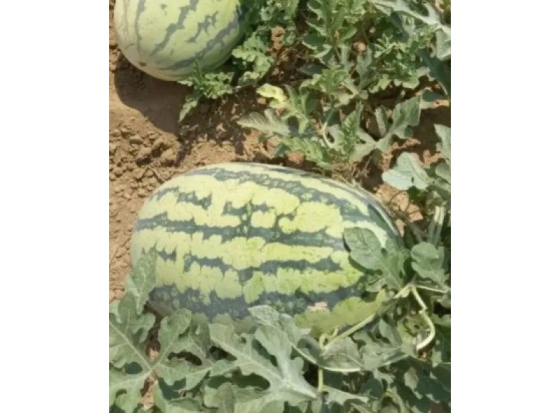 Драгон F1 - насіння кавуна, 250нас., Libra Seeds Драгон F1 - насіння кавуна, 250нас., Libra Seeds